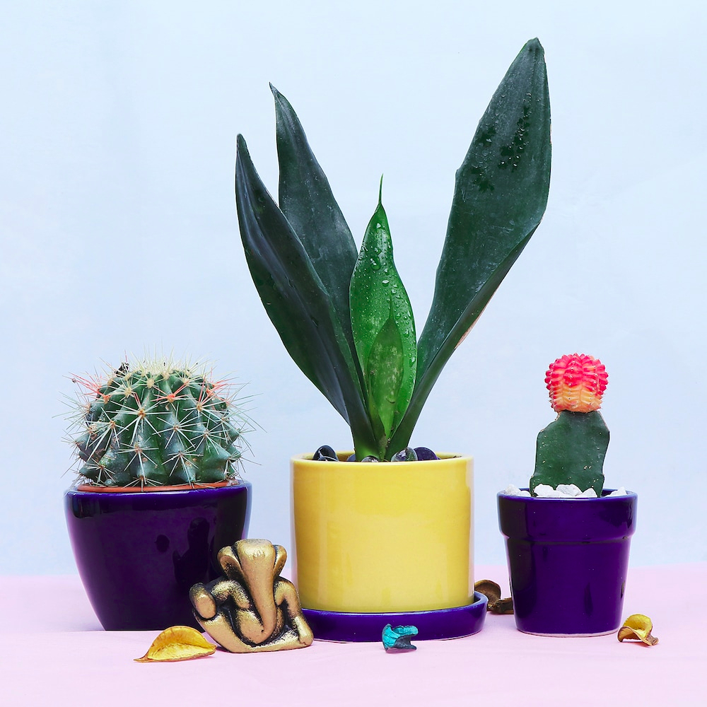  Fortune Plant Greetings