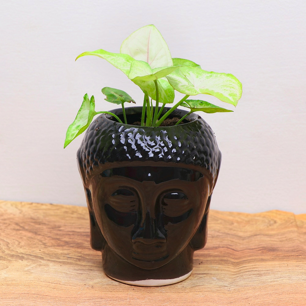 Golden Syngonium in Black Buddha Pot