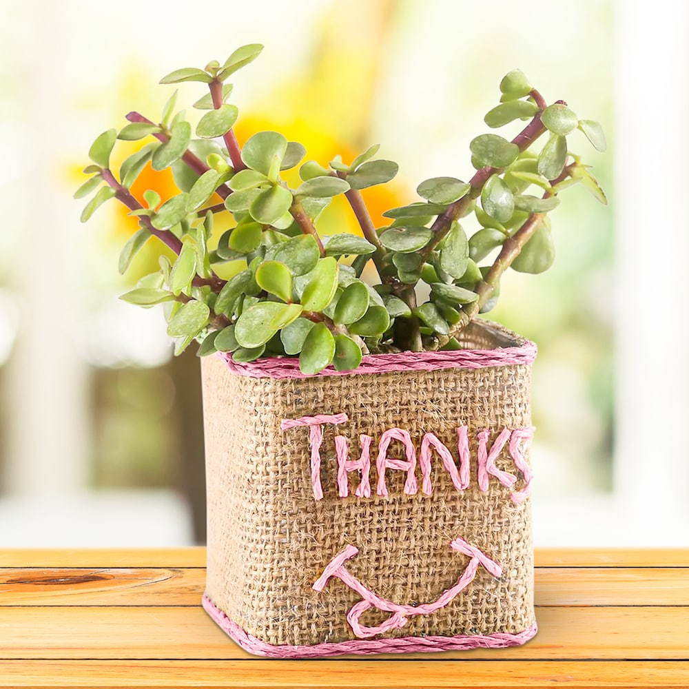 Thanku Jade Plant
